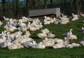 La quasi totalité des foyers de H5N8 HP concerne des canards à foie gras