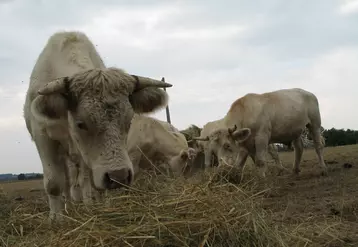 ajout de foin aux vaches pendant la sécheresse
