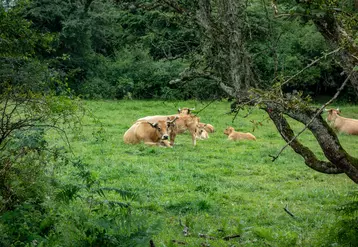 Vache allaitante dans un pré en Auvergne