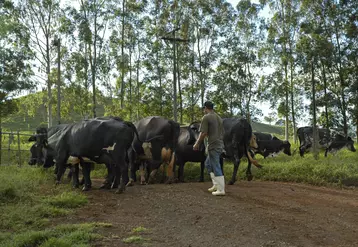 Elevage laitier au Brésil