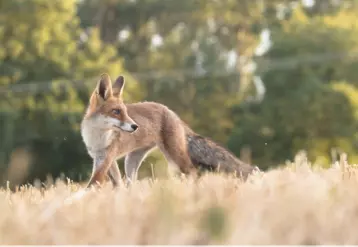 Renard roux (Vulpes vulpes)