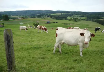 Vaches en France