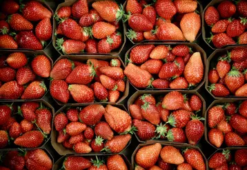 Maschio : Une fraise rotative pour l'agriculture bio