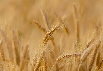 Quelles perspectives à l'international pour le blé tendre français