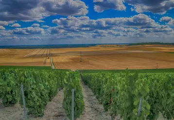 Paysage de vigne et champ de céréales en été