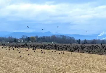 Nuées de corbeaux au-dessus des champs