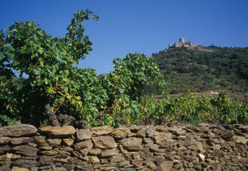 vigne occitanie