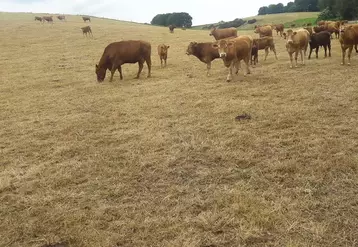 Vaches sur une prairie touchée par la sécheresse