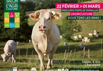 salon de l'agriculture affiche vache charolaise