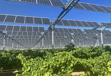 Site agrivoltaïque installé par Agri'Sun dans des vignes dans les Pyrénées orientales.