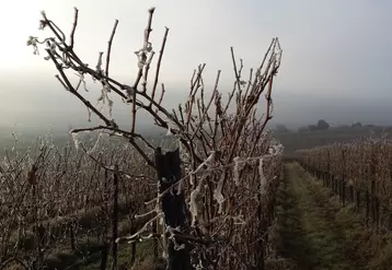 Vignes gelées
