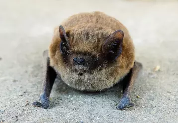 Chauve-souris pipistrelle 