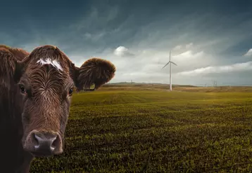 Image d'une vache devant une éolienne