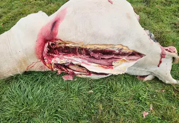 Vache charolaise retrouvée dépecée dans un champ