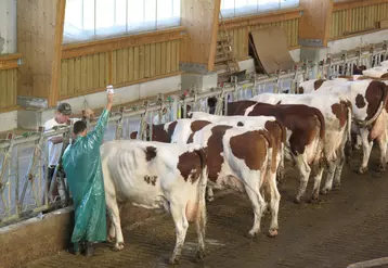 Vétérinaire faisant une perfusion à une vache dans une stabulation.