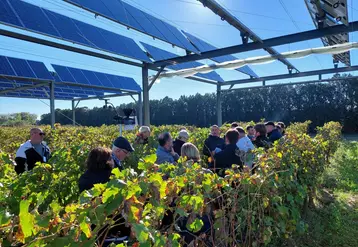 Des agriculteurs observant des vignes sous des ombrières photovoltaïques.