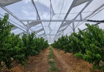 Panneaux agrivoltaïques au-dessus d'un vergers de nectariniers