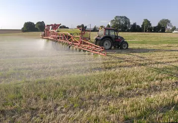 Pulvérisation de glyphosate sur des repousses de blé dans un champ