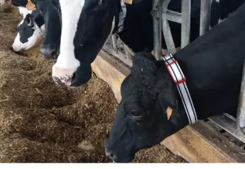 colliers Médria sur des vaches laitières
