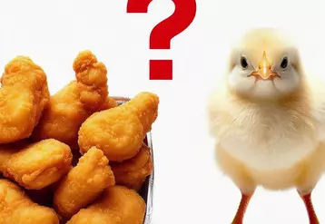 Point d'interrogation entre des nuggets et un poulet