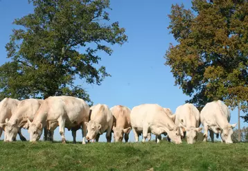 vaches charolaises au pré