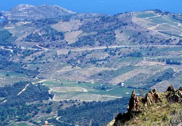  Vignoble de Collioure dans les Pyrénées orientales