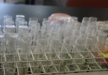 Tubes à essais contenant des recherches de biotechnologie végétale