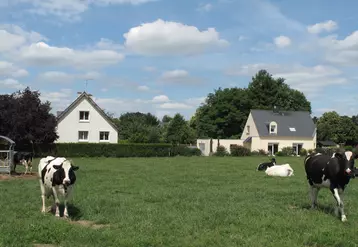 Vaches laitières pâturant devant un lotissement de maisons en zone périurbaine. 