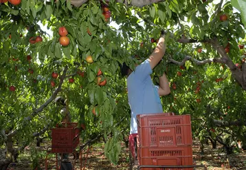 Saisonnier agricole ramassant des fruits dans le Rhône