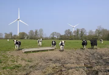Vaches laitières près d'un parc éolien