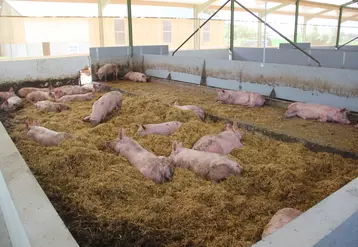 Bâtiment d'engraissement de porcs élevés en bio
