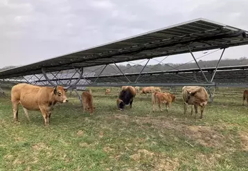     Dix vaches de race aubrac sous une centrale agrivoltaïque dans le Lot-et-Garonne.  