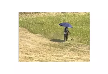 Un homme tond avec une ombrelle.