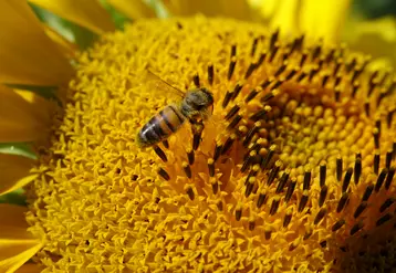 abeille butinant des capitules (fleurs) de tournesol en pleine floraison en été (juillet) en Charente-Maritime