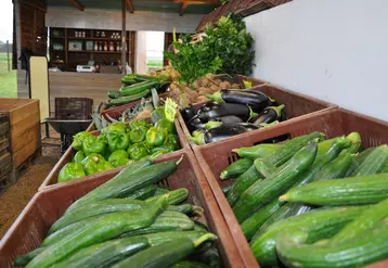 Vente de légume en direct. magasin à la ferme. concombres, poivrons, aubergines et autres légumes. concombre. poivron. aubergine.