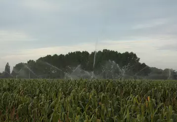 Irrigation du maïs