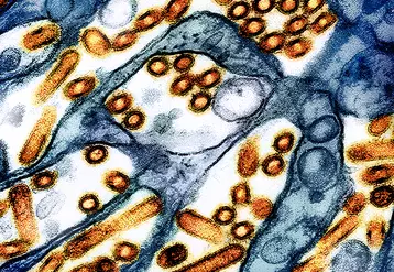 Image en microscope électronique à transmission de particules du virus H5N1 de l'influenza aviaire