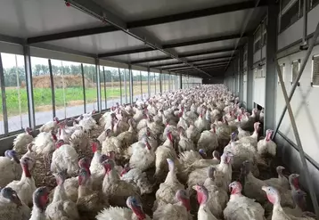 Dindes rassemblées dans un jardin d'hiver à la lumière du jour