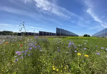 Bande enherbée fleurie devant des panneaux photovoltaïques dans un champ de céréales