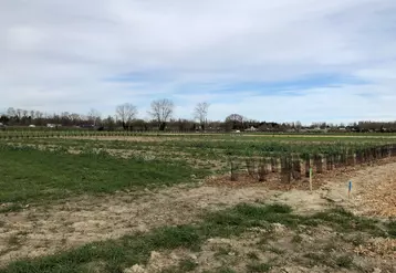 Terrain agricole de la Vaulx-en-Velin servant de test en maraichage bio