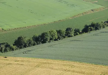 Haie au milieu d'un champ vue du ciel