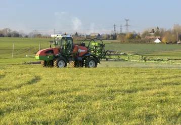 Application de Round-up (glyphosate) sur des repousses de blé