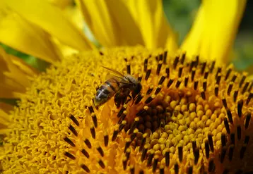 abeille sur un tournesol