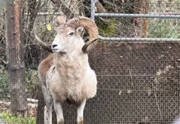 Photo du mouton appelé ‘Montana Mountain King’ ou MMK dans un enclos, avec du grillage derrière lui. C'est un mouton géant au pelage clair et aux cornes imposantes.