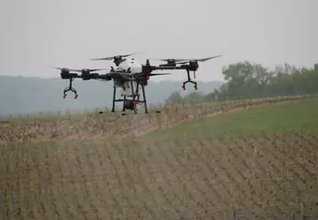 drone dans un champ de vignes