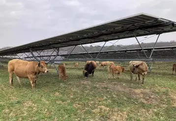 Dix vaches et un taureau de race Aubrac sur une centrale agrivoltaïque à Moncrabeau, dans le Lot-et-Garonne.