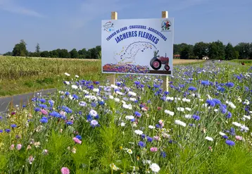 Fleurissement des bords de route 