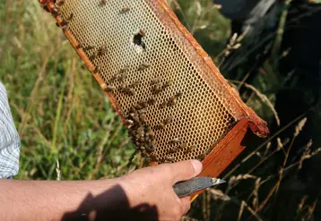 Apiculteur, couteau à la main, tenant le cadre d'une ruche à mains nues. Des abeilles sont sur les alvéoles. 