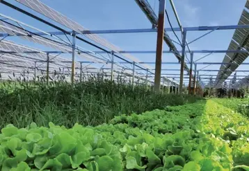 Panneaux photovoltaïques pivotant au-dessus d’un champ de salades.