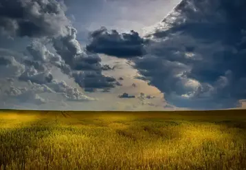 Champ de blé sous des nuages. 